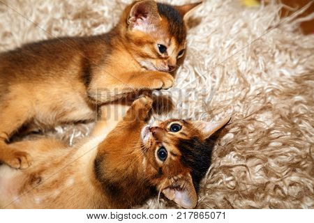 Kittens of Abyssinian cat lying on a fur blanket. Couple of Abyssinian kittens playing with each other.