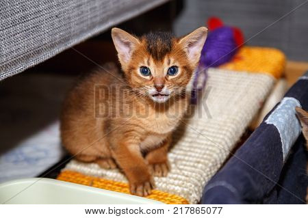 Funny Abyssinian kitten sitting on the scratching post and looking in the camera.