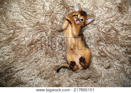 Funny Abyssinian kitten playing on a fur blanket.