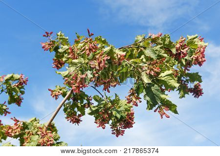 Branch Of Acer Ginnala
