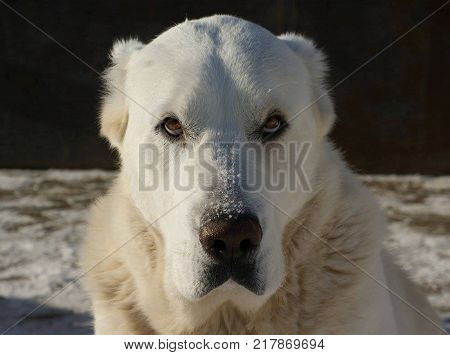 A clever dog will not bark long and loud. She just looks so that everyone understands correctly.