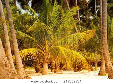 Palm tree with coconuts against the blue sky.