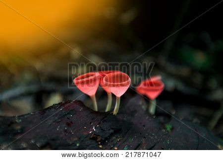 Mushrooms orange fungi cup ( Cookeina sulcipes ) on decay wood in the rain forest.