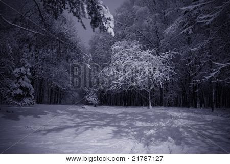 winter night landscape