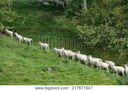 Sheep in the Doone Valley near the village of Malmsmead in Exmoor, North Devon