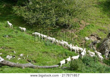 Sheep in the Doone Valley near the village of Malmsmead in Exmoor, North Devon