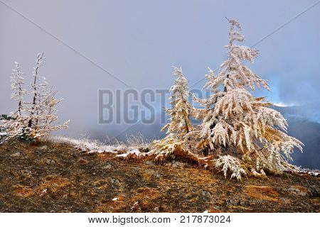 Frozen trees in early winter. Pacific Crest Taail through Pasayten Wilderness. North Cascade Mountains. Ocanogan National Forest. Seattle. Vancouver. Washington. United States.
