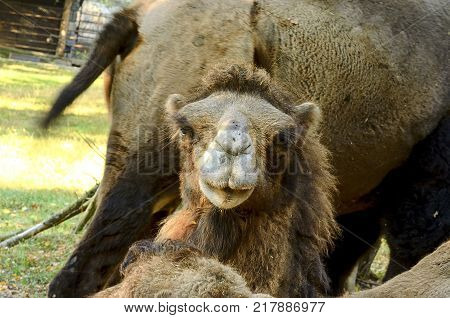 Bactrian Camel. Geographic Range: Its population of two million exists mainly in the domesticated form, wild camels Camelus ferus live only in Gobi and Gashun Gobi deserts of northwest China and Mongolia. Young camel.