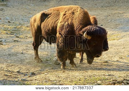 The American bison Bison bison , also commonly known as the American buffalo or simply buffalo