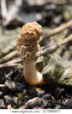 Morel Mushrooms Unpicked With Rocks Twigs And Cobwebs