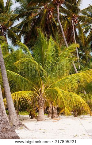 Palm tree with coconuts against the blue sky.