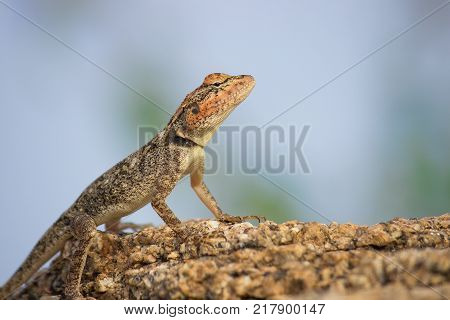 Lizards are a widespread group of squamate reptiles, with over 6,000 species, ranging across all continents except Antarctica, as well as most oceanic island chains.