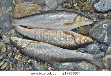 A close up of the catch of fish (Leuciscus brandti) on stones.
