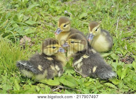 A close up of the very small ducklings on grass.