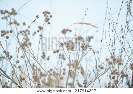 Close-up sleeping plants in winter with blue grey sky on the background