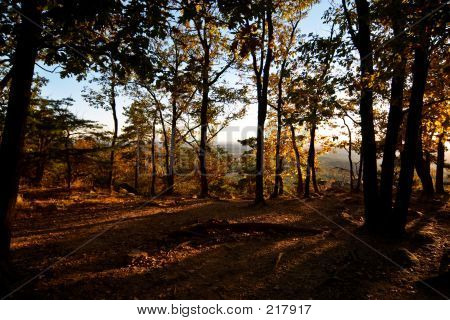 Crepúsculo en el bosque