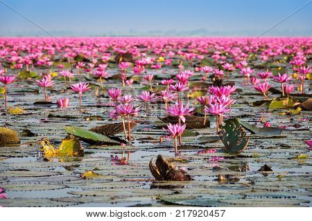 Lake With Lotos Flowers pond with pink blooming flowers