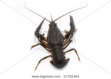 Ųķčnķch Astacus leptodactylus. Úzký Drápal raků na bílém pozadí.