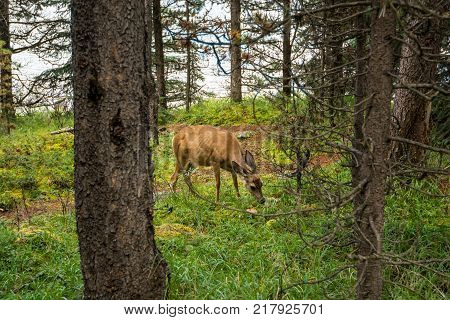 resting deer and deer eat a grass. widlife.