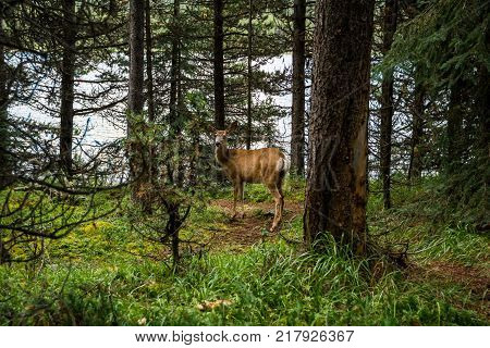 resting deer and deer eat a grass. widlife.
