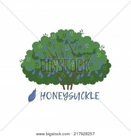 Honeysuckle garden berry bush with name vector Illustration on a white background