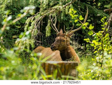 resting deer and deer eat a grass. widlife.