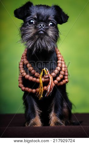 Griffon with Beads studio quality green background