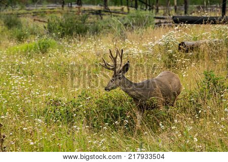 resting deer and deer eat a grass. widlife.