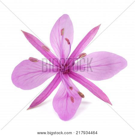 Pink Alpine Willowherb Flower