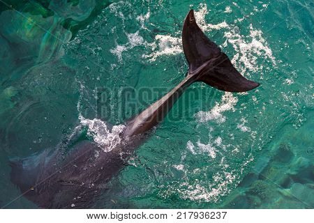 Tale of yong Bottle-nose dolphin is diving