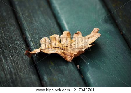yule log autumn fallen leaf isolated on park bench