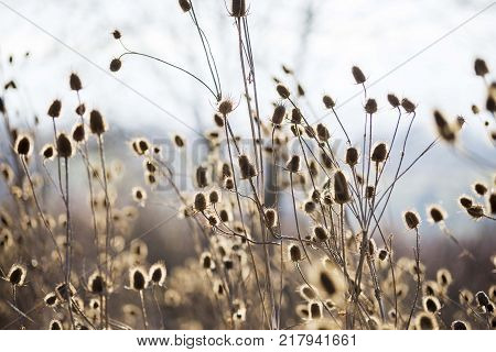 burdock plant bushes isolated in nature. burdock plants bush