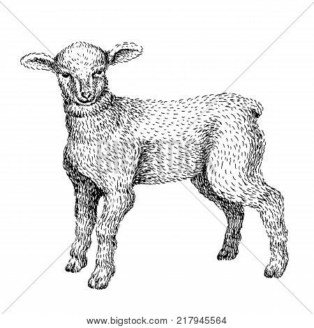 Baby farm animal. Domestic. Little cute baby lamb. Vintage style. Vector illustration. Hand drawn sketch line art image. BLack and white.
