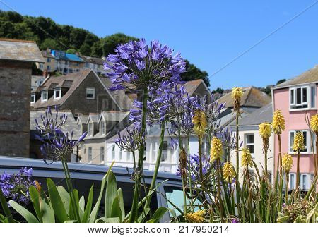 A bright purple flower in the summer sunshine