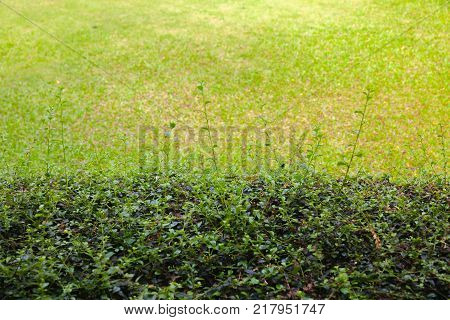 Epipremnum aureum outside the park in thailand