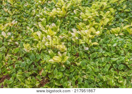 Epipremnum aureum outside the park in thailand