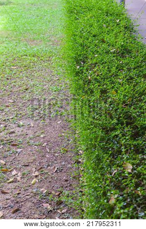 Epipremnum aureum outside the park in thailand