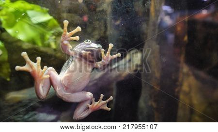 Tropical Green Frog In An Aquarium. Close Up Underwater Of An African Frog. Frog Stuck To The Glass 