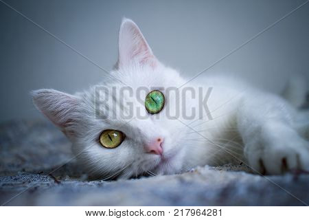 White cat with Heterochromia eyes. Green eyes. Yellow eyes.