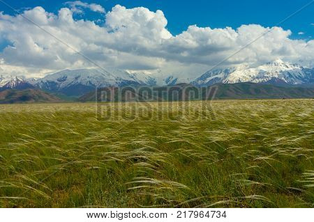 Scenic view of beautiful snow-white mountain peaks and glaciers and steppe with feathergrass, blue sky, curly clouds