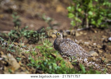 Doubled-banded sandgrouse in Kruger national park, South Africa ; Specie Pterocles bicinctus family of Pteroclidae