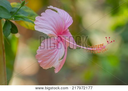 Pink hibiscus. Karkade on a green background in the tropical garden. Hawaiian symbol. Summer blossoming