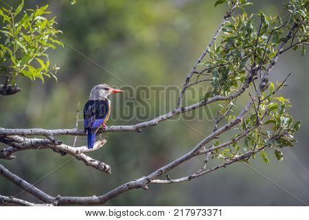 Grey-headed kingfisher in Kruger national park, South Africa ; Specie Halcyon leucocephala family of Alcedinidae