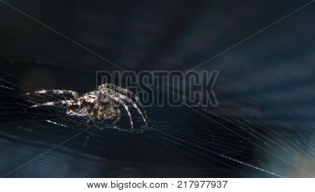 Cross Spider in web Garden useful insect close up