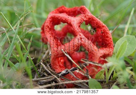Seta roja encontrada en otoño en gerona