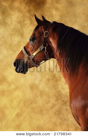 cavallo arabo