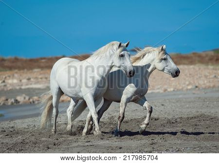 two white camargue horses running on the beach