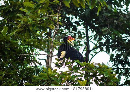 The rhino bird (hornbill) cleans feathers while sitting on a tree branch. Borneo. Malaysia.