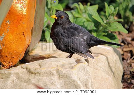 Blackbird On A Rock