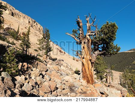 Limber Pine Grove on the North side of Sheep Mountain in the Mosquito Range Colorado.